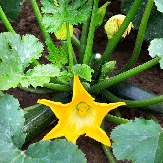 Hand Pollination Techniques for Zucchini and Squash Flowers