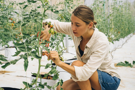 pruning tomato plants for maximum yeild