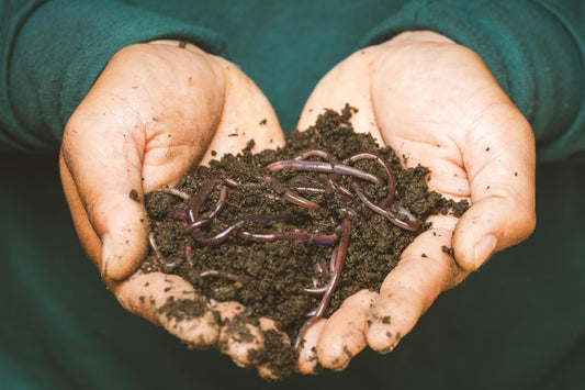 We Love Worms: How Vermicomposting Can Help Your Garden